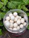 Поп-апы CC Moore Pacific Tuna White Pop Ups 13-14мм (35шт) 90129 фото 3