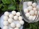 Поп-апы CC Moore Pacific Tuna White Pop Ups 13-14мм (35шт) 90129 фото 5