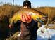 Воблер тоне Fox&nbsp;Slick Stick 60mm SR - UV Striped Shiner NHL440 фото 6