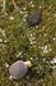 Быстро растворимая ПВА сетка Fox Edges Fast Melt PVA Mesh system Wide 35мм 7м CPV063 фото 4