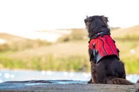 Рятувальний жилет для собак JOBE Pet Vest Hot Pink М (14-27кг) 240020002 фото