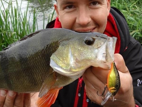 Воблер Fox Funk Bug 50mm DR - UV Silver Baitfish NHL484 фото
