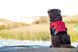 Рятувальний жилет для собак JOBE Pet Vest Hot Pink М (14-27кг) 240020002 фото 2
