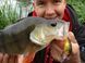 Воблер Fox Funk Bug 50mm DR - UV Silver Baitfish NHL484 фото 4