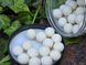 Поп-апи CC Moore Pacific Tuna White Pop Ups 14mm (45шт) 90129 фото 5